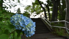 多賀城 あやめ祭り_4