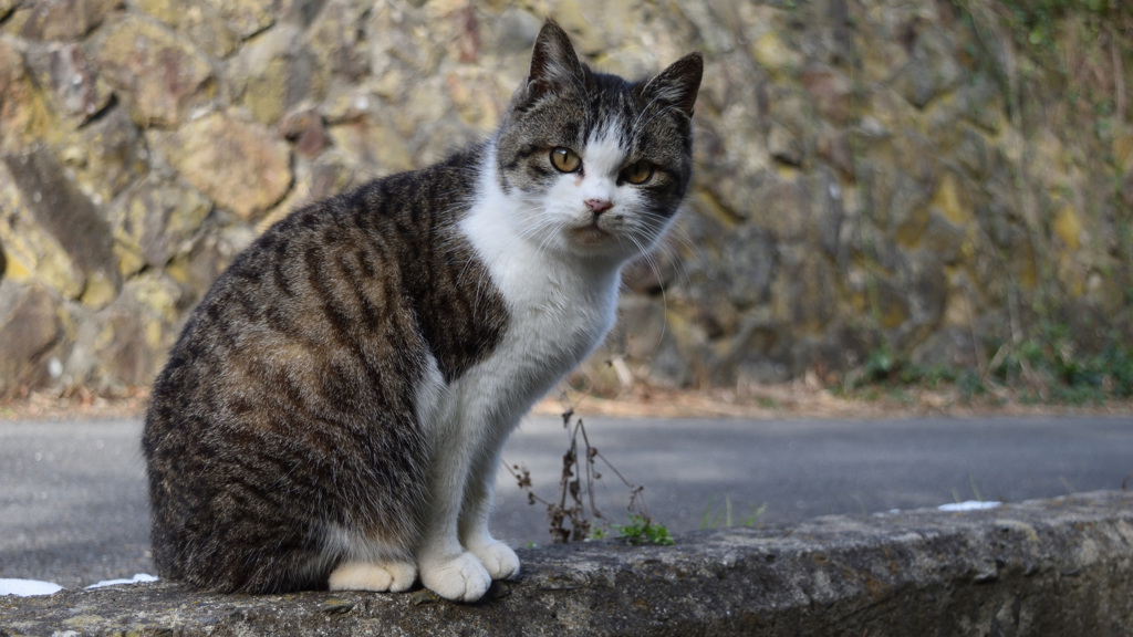 田代島の猫④