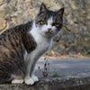 田代島の猫④