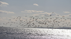 海鳥その１