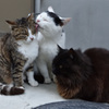田代島の猫⑨
