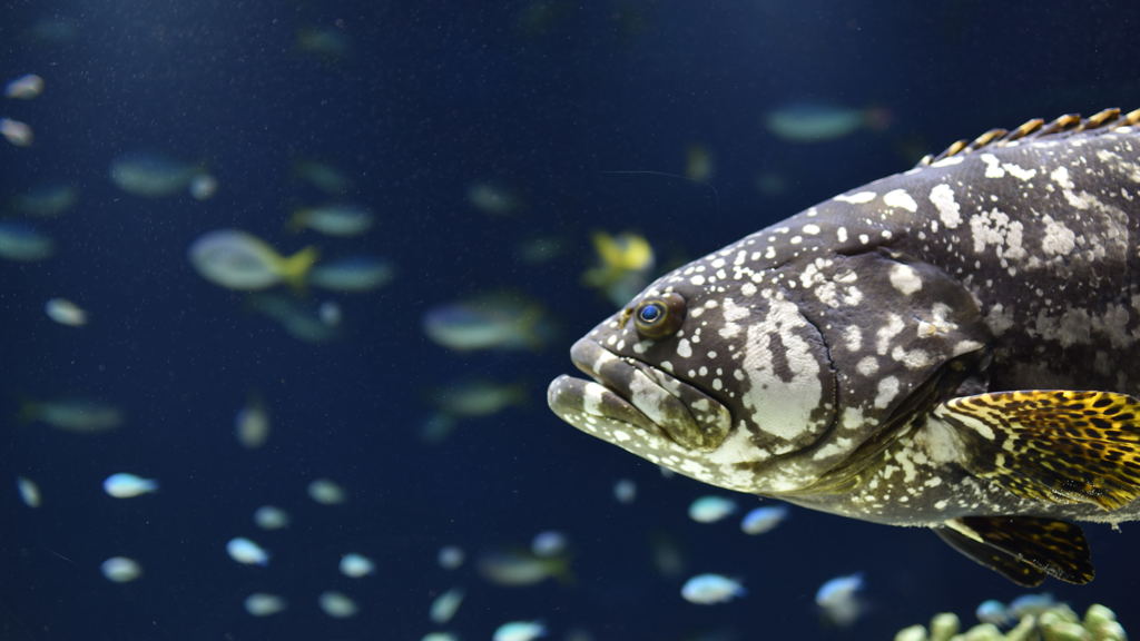 水族館（その６）