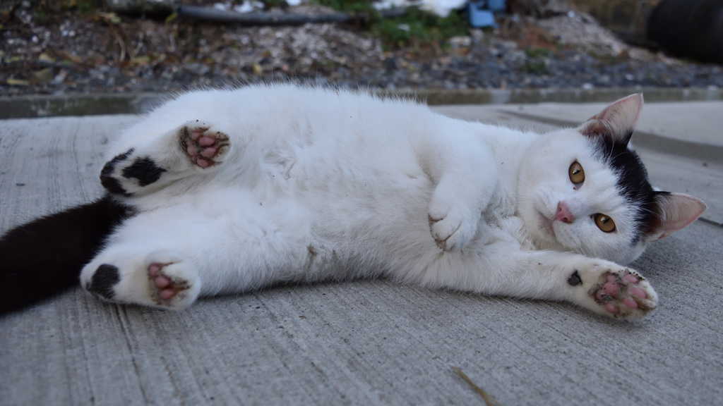 田代島の猫⑧