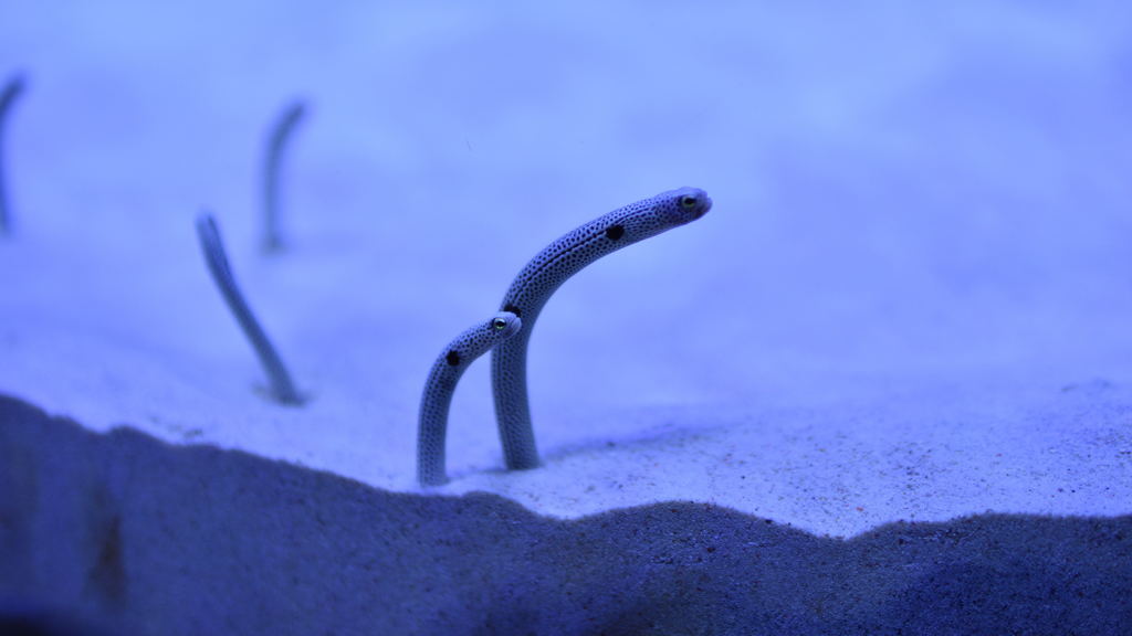 水族館（その２）