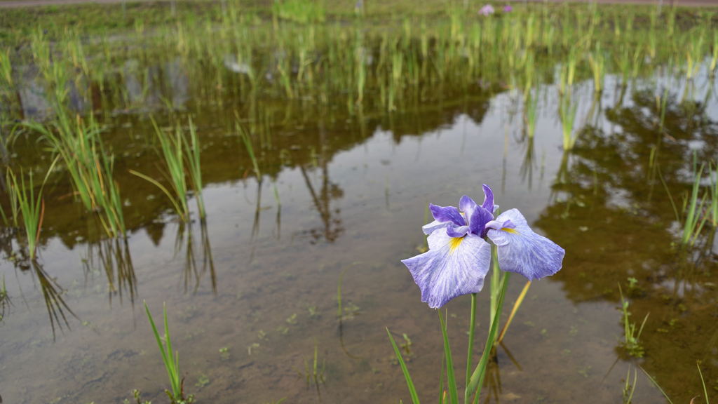 多賀城 あやめ祭り_8