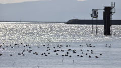 灯台と海鳥