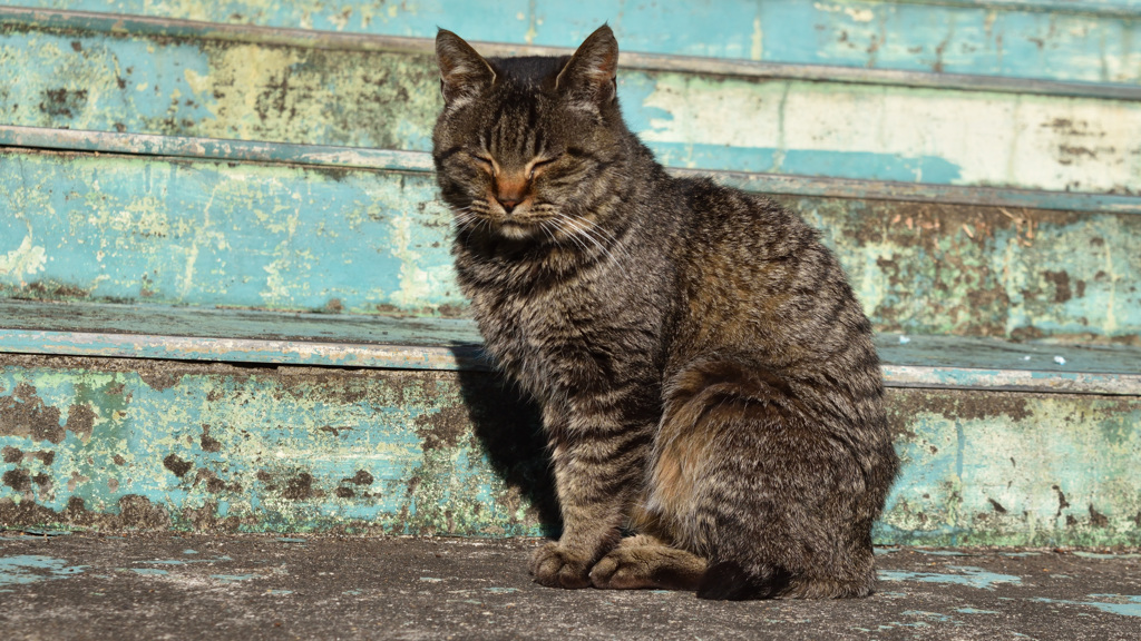 田代島の猫⑭