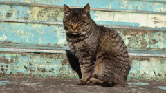 田代島の猫⑭