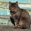 田代島の猫⑭