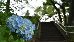 多賀城 あやめ祭り_6