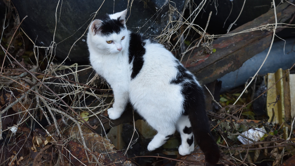 田代島の猫⑦