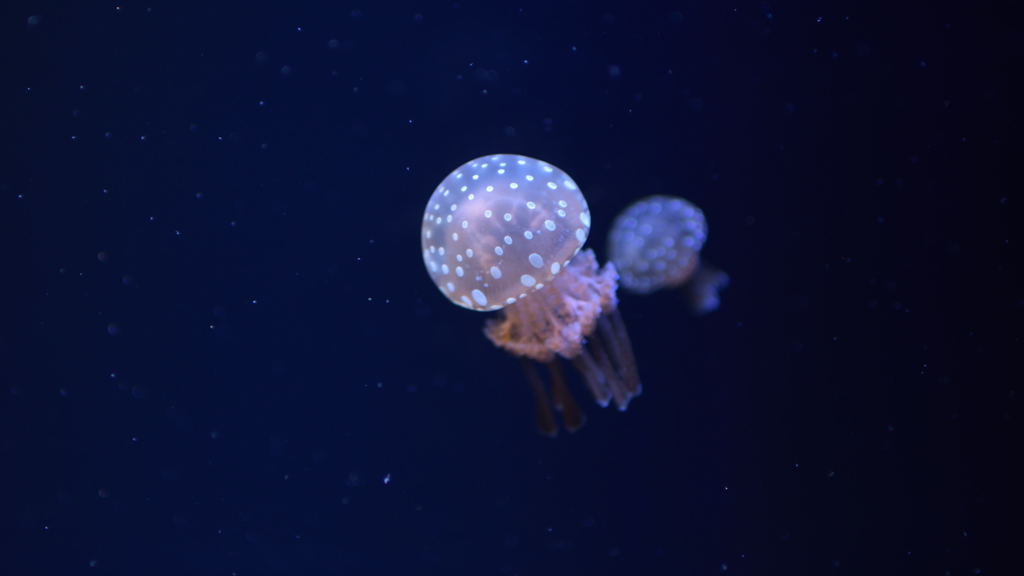 水族館（その５）