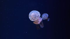 水族館（その５）