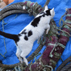 田代島の猫⑪