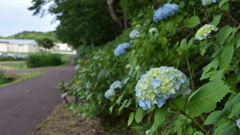 多賀城 あやめ祭り_7
