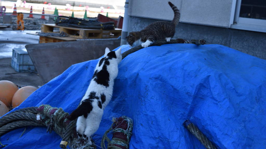 田代島の猫⑬