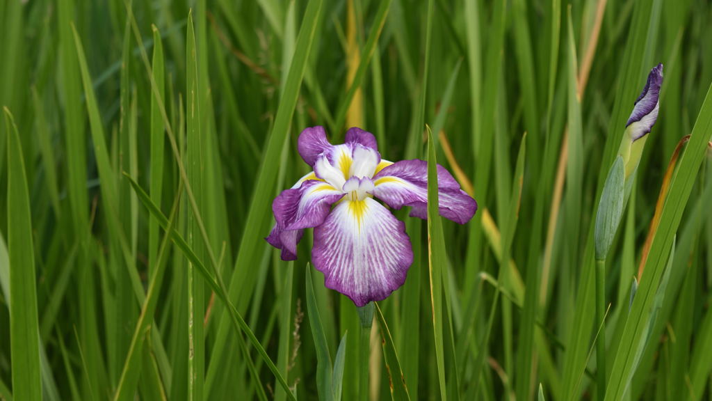 多賀城 あやめ祭り_3
