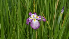 多賀城 あやめ祭り_3