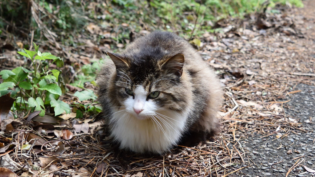 田代島の猫①