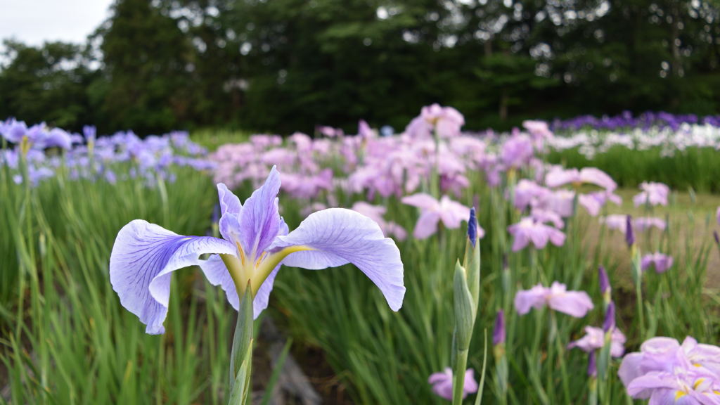 多賀城 あやめ祭り_2