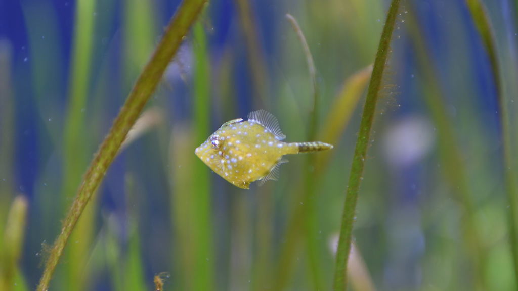 水族館（その１）