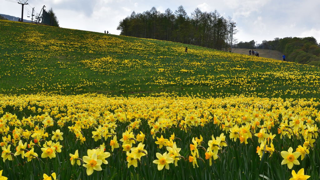 烏帽子岳 水仙祭り