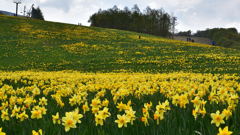 烏帽子岳 水仙祭り