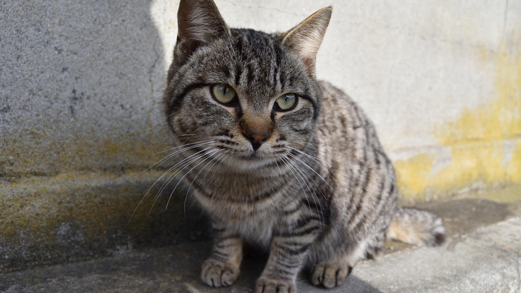 田代島の猫⑥