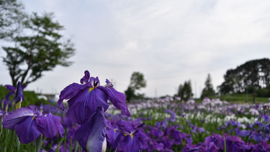 多賀城 あやめ祭り_1