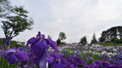 多賀城 あやめ祭り_1