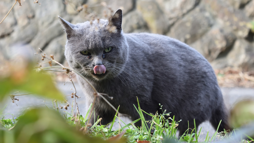 田代島の猫③
