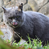 田代島の猫③