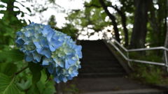 多賀城 あやめ祭り_5