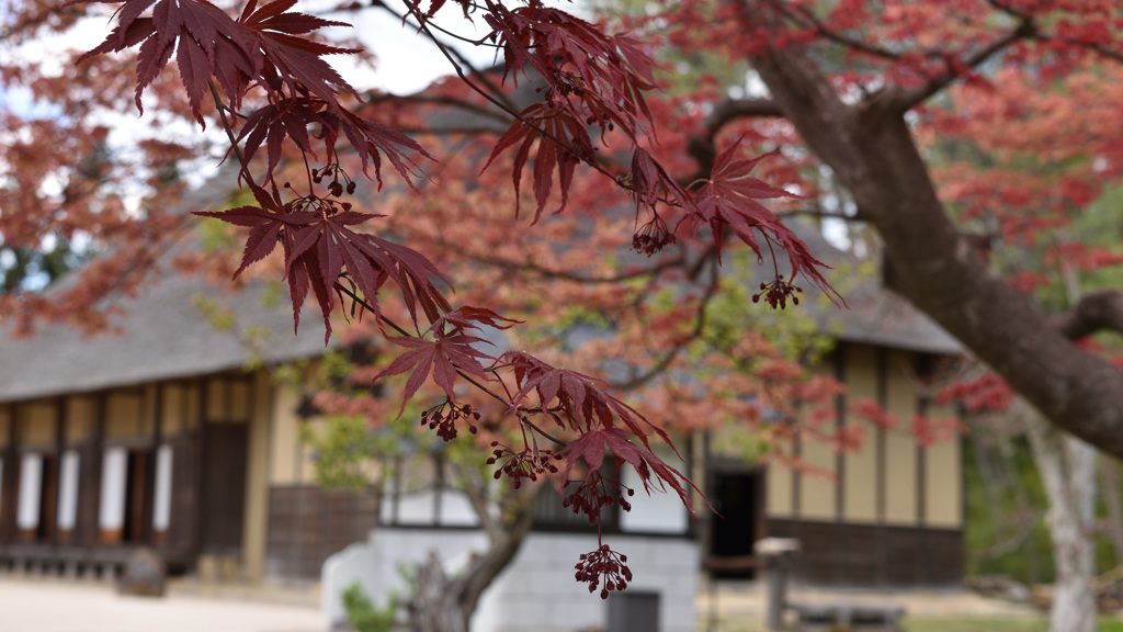 紅葉