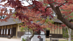 紅葉