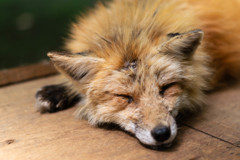 Sleeping Fox 2