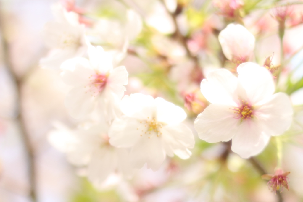 桜