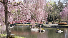 中央公園