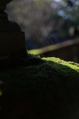 罠
