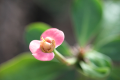 花憐