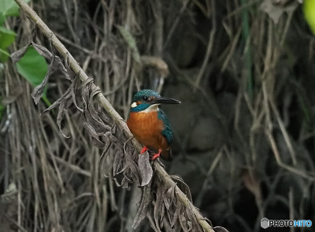カワセミ　メモリアル