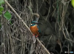 カワセミ　メモリアル