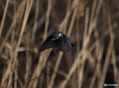 カワセミ　１月２６日