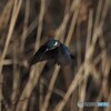 カワセミ　１月２６日