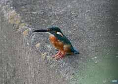カワセミ　バック！