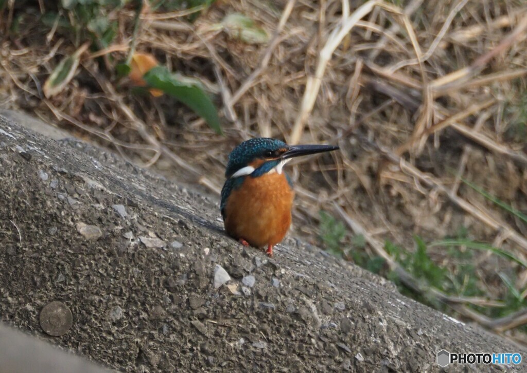 カワセミ