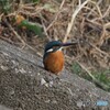 カワセミ