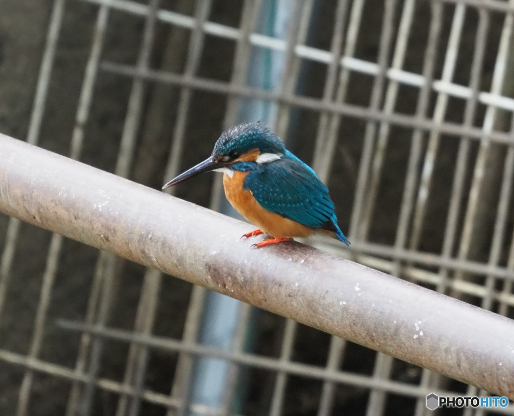 カワセミ　さいたま市