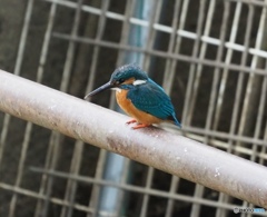 カワセミ　さいたま市