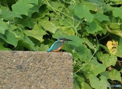 カワセミ　さいたま市